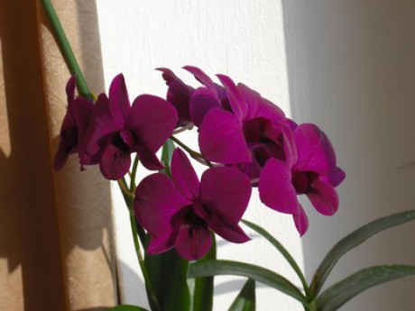 prvni_orchidea.jpg